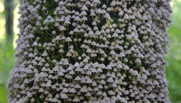 mushroom-tree