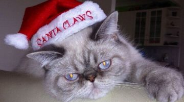 santa-claws