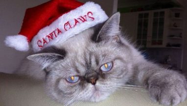 santa-claws