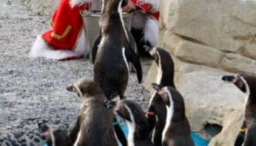 santa-feeding-penguins