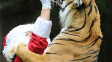 santa-feeds-tiger