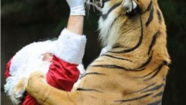 santa-feeds-tiger