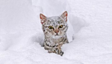 snow-cat