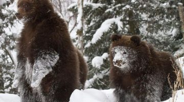 snow-face-bear