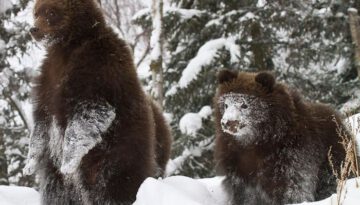 snow-face-bear