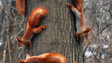 squirrel-infestation