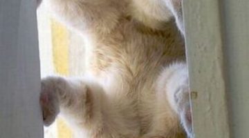 upside-down-kitten