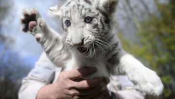 white-tiger-cub