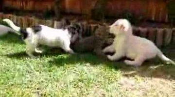 Puppy Playing with Leopard & Lion Cubs