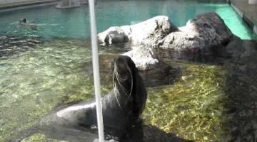 Seal Screams Like a Man