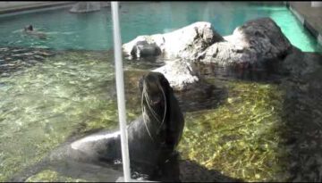 Seal Screams Like a Man