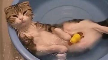 Funny Cats in Water