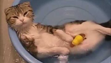 Funny Cats in Water