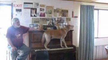 Dingo Ate My Pianist