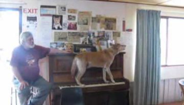Dingo Ate My Pianist