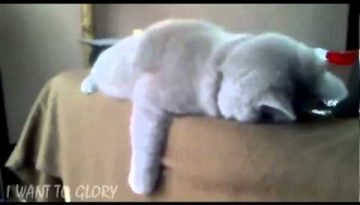Planking Cat
