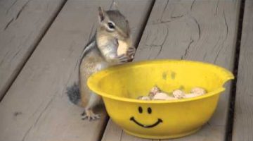 Chipmunks & Peanuts