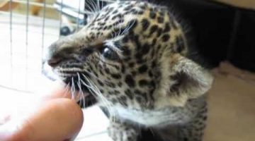 Baby Jaguar Chews Finger