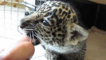 Baby Jaguar Chews Finger