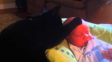 Cat Soothes Crying Baby