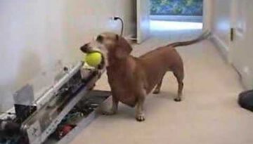 Dog Playing Fetch with Robot