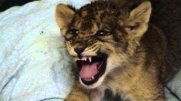 Lion Cub Learning to Roar