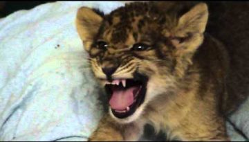 Lion Cub Learning to Roar