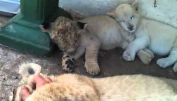 Making a Lion Cub Sleep