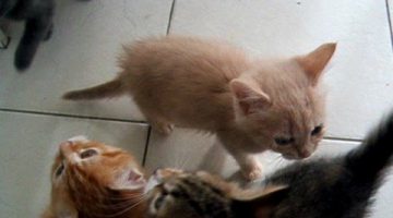 Noisy Kittens Waiting for Dinner