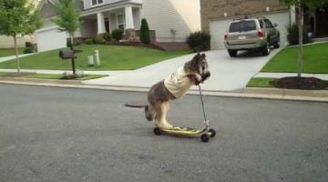 Dog Riding a Scooter