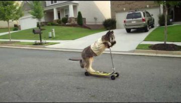 Dog Riding a Scooter