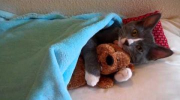 Cat Hugs Teddy Bear