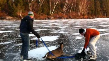 Ice Lake Deer Rescue