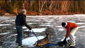 Ice Lake Deer Rescue