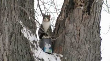 Cat Never Leaves Tree