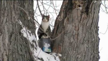 Cat Never Leaves Tree