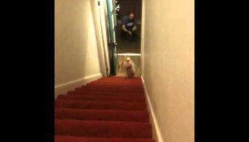 Dog Walking Down Stairs