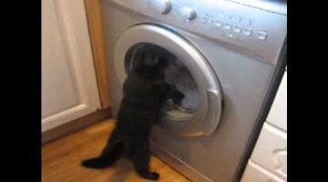 Cat vs. Washing Machine