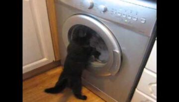 Cat vs. Washing Machine