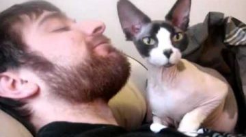 Beard Cat Head Massage