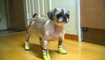 Dog Embarrassed by Ugly Shoes