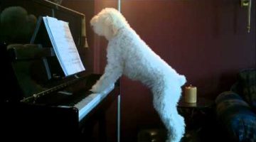 Piano Dog