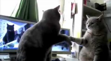 Cats Playing Patty Cake