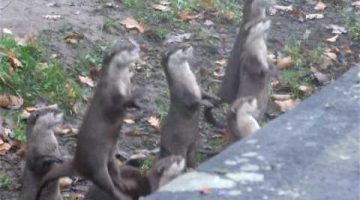 Jumping Baby Otters