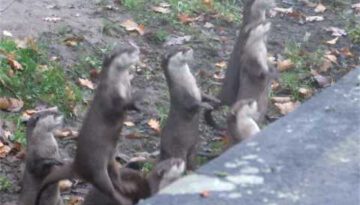 Jumping Baby Otters