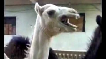 Ticklish Camel