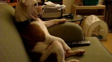 English Bulldog Watching TV