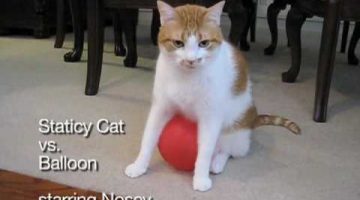 Static Cat vs. Balloon