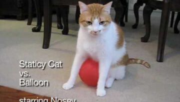 Static Cat vs. Balloon
