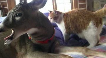 Deer Loves Cat